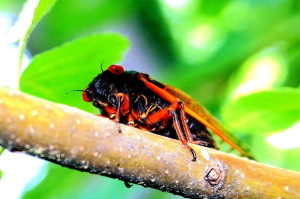 cicada